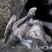 pelican_brown_san_h_0024_ecu2219.jpg